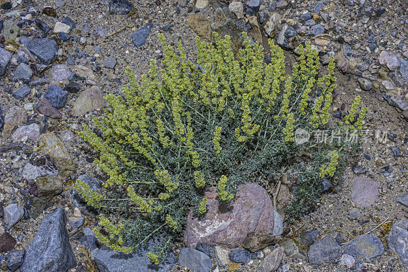 Ambrosia dumosa，一种北美向日葵科植物，在加州死亡谷国家公园被发现。菊科。